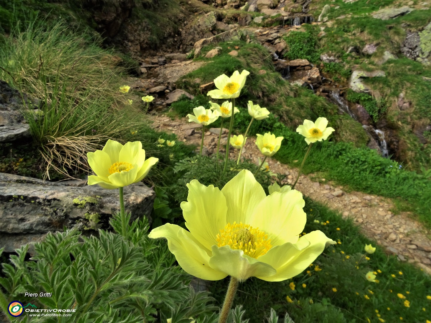 86 Anemoni sulfurei ( Pulsatilla alpina sulphurea) sul sent. 109A.JPG